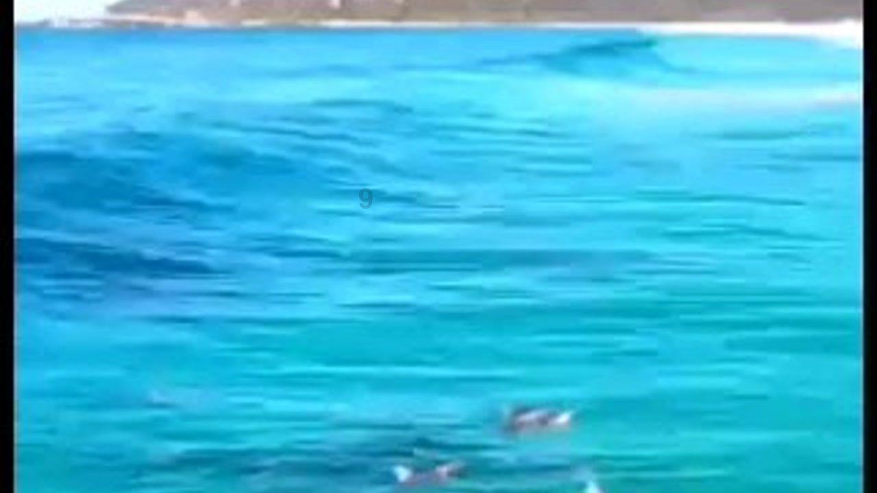 小猫钓鱼游戏龙王版有船